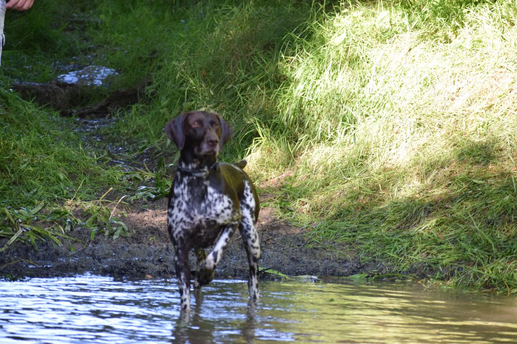 Phoebe des champs de blé doré