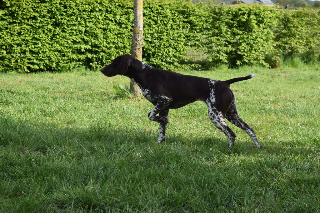 Phoebe des champs de blé doré