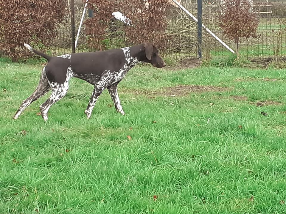 Phoebe des champs de blé doré