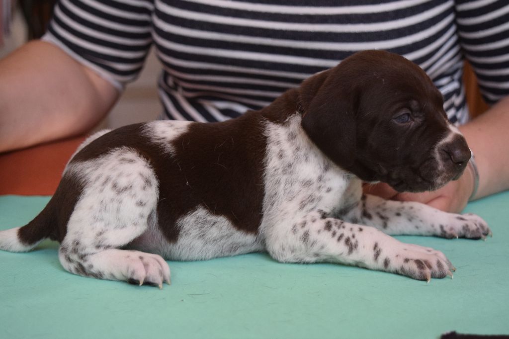 Des Frontières De La Fagne - Chiots disponibles - Braque allemand à poil court