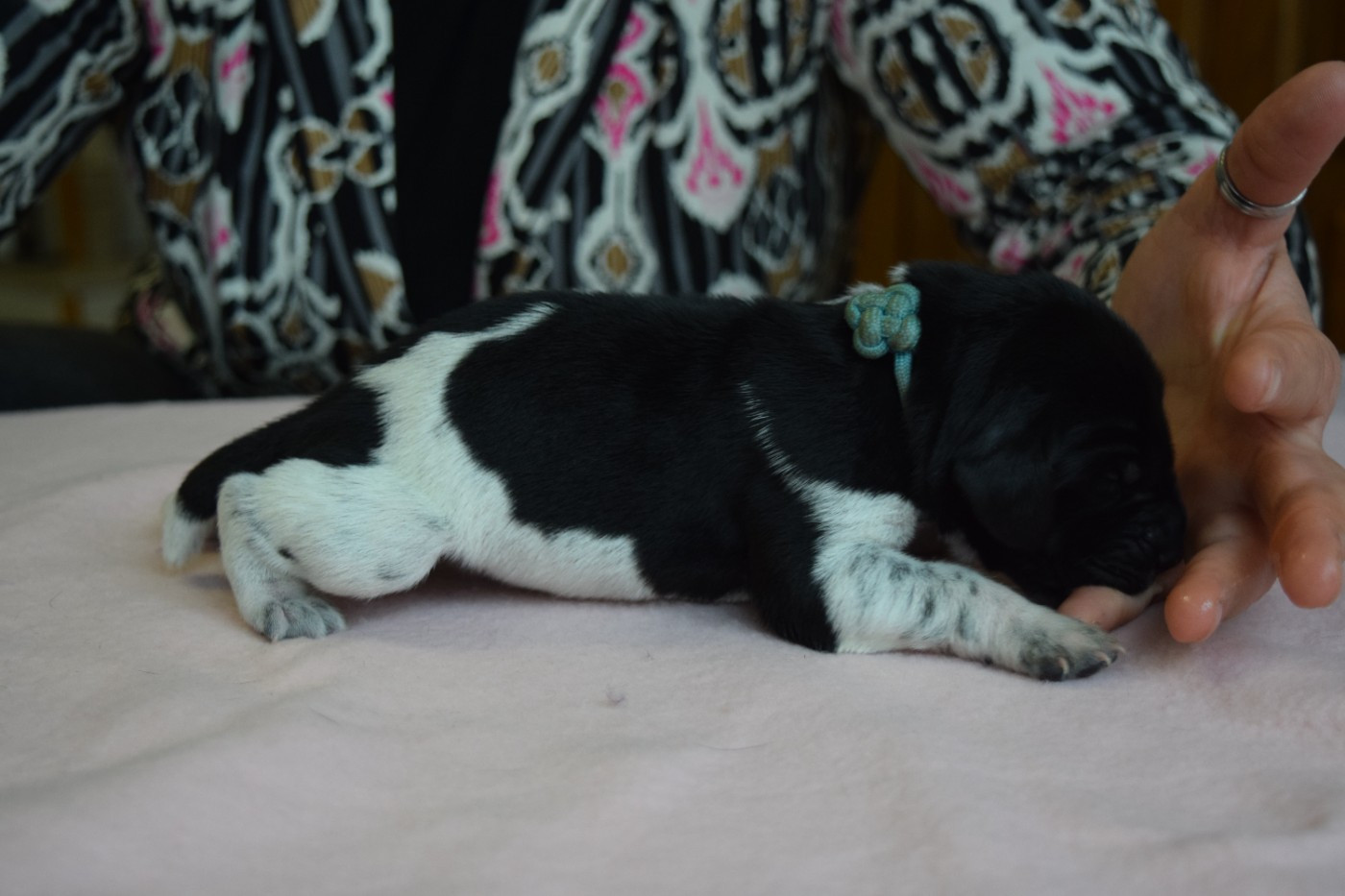 Des Frontières De La Fagne - Chiots disponibles - Braque allemand à poil court