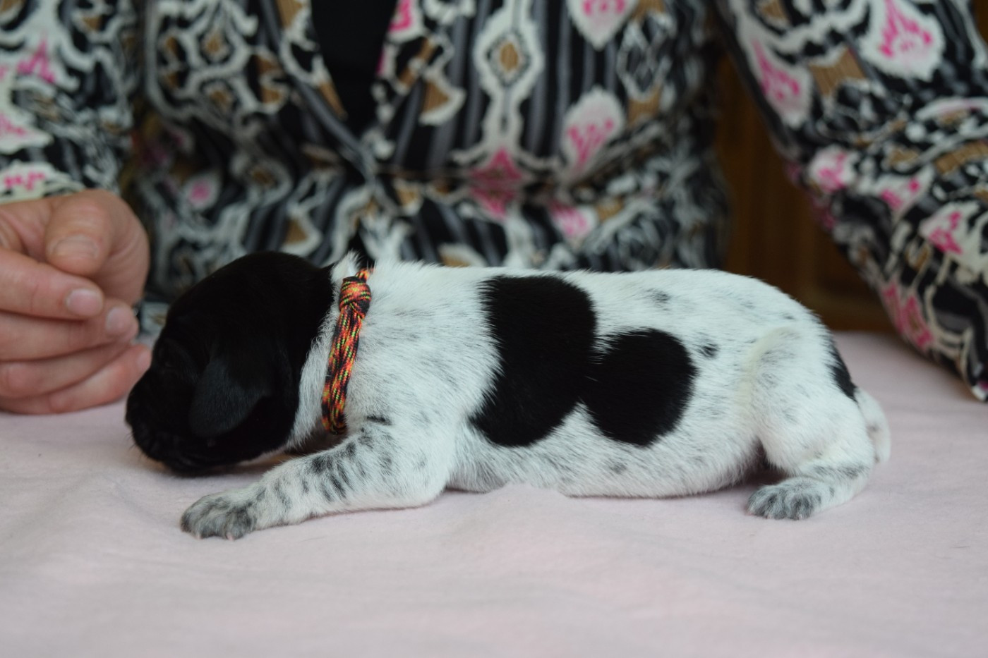 Des Frontières De La Fagne - Chiots disponibles - Braque allemand à poil court