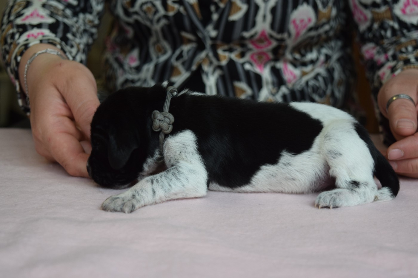 Des Frontières De La Fagne - Chiots disponibles - Braque allemand à poil court