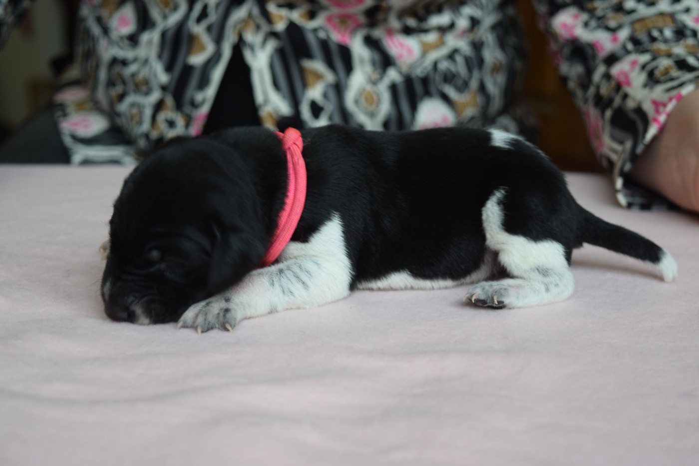 Des Frontières De La Fagne - Chiots disponibles - Braque allemand à poil court