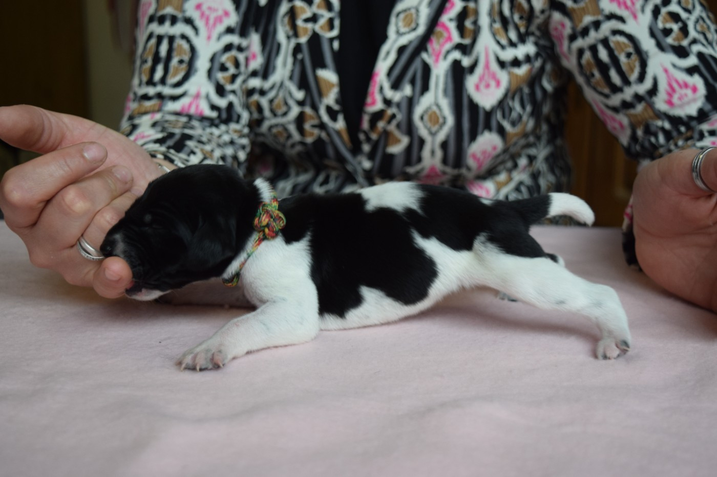 Des Frontières De La Fagne - Chiots disponibles - Braque allemand à poil court