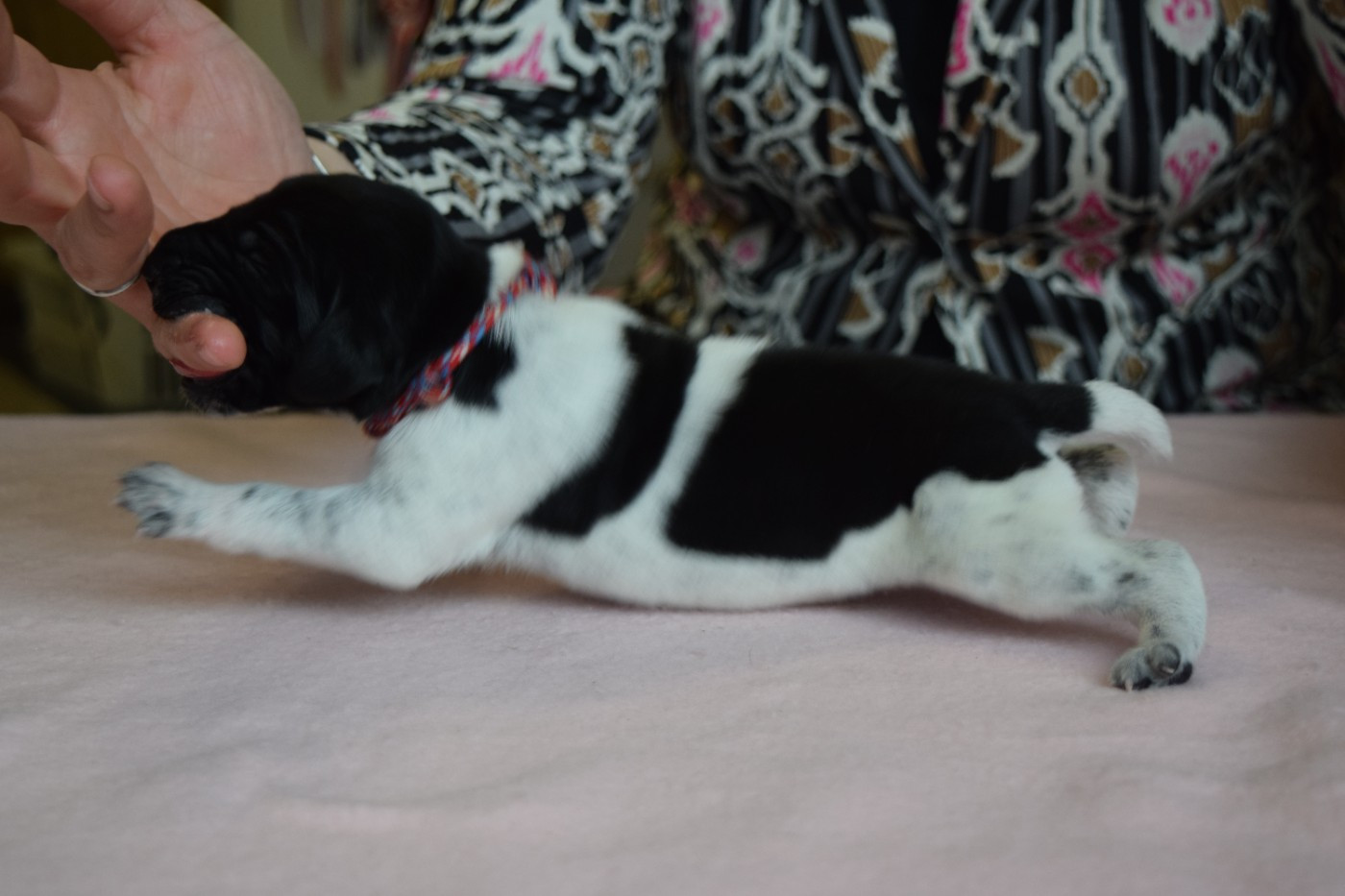 Des Frontières De La Fagne - Chiots disponibles - Braque allemand à poil court