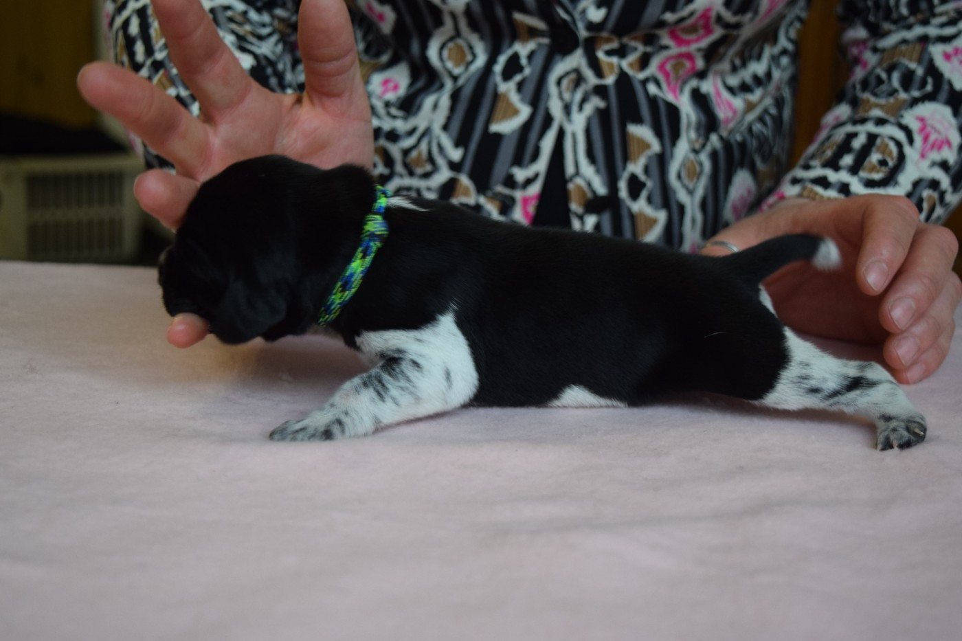 Des Frontières De La Fagne - Chiots disponibles - Braque allemand à poil court