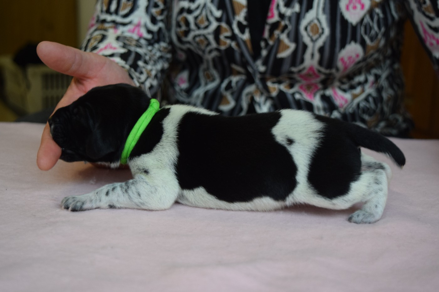 Des Frontières De La Fagne - Chiots disponibles - Braque allemand à poil court