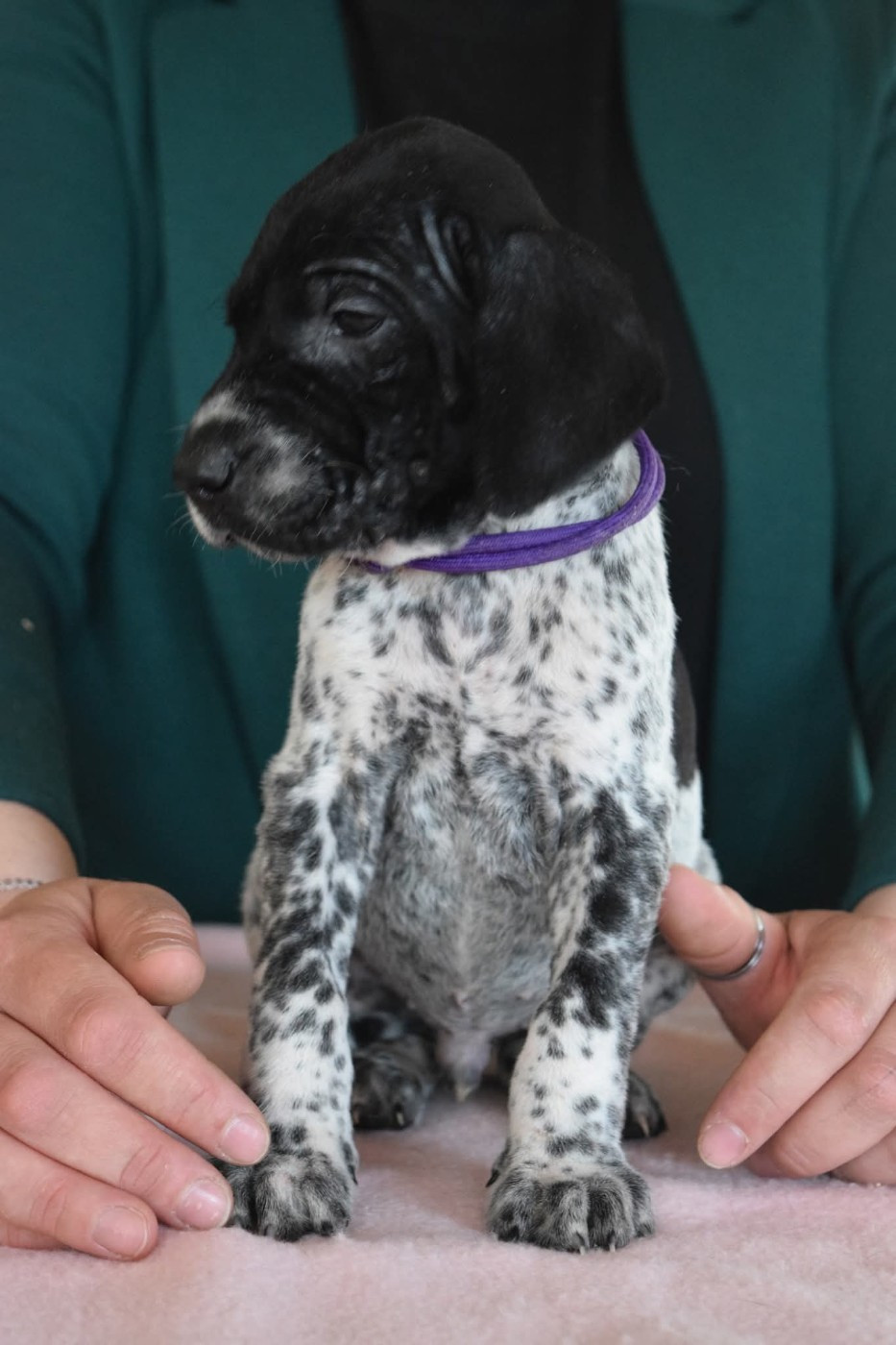 Des Frontières De La Fagne - Chiots disponibles - Braque allemand à poil court