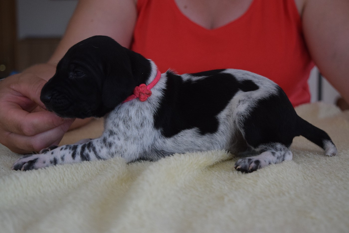 Des Frontières De La Fagne - Chiots disponibles - Braque allemand à poil court