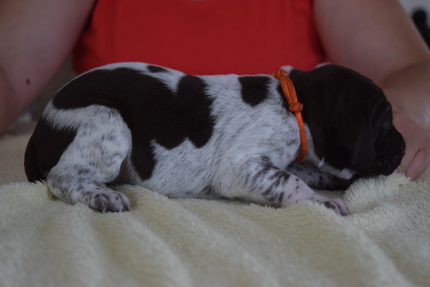 Des Frontières De La Fagne - Chiots disponibles - Braque allemand à poil court
