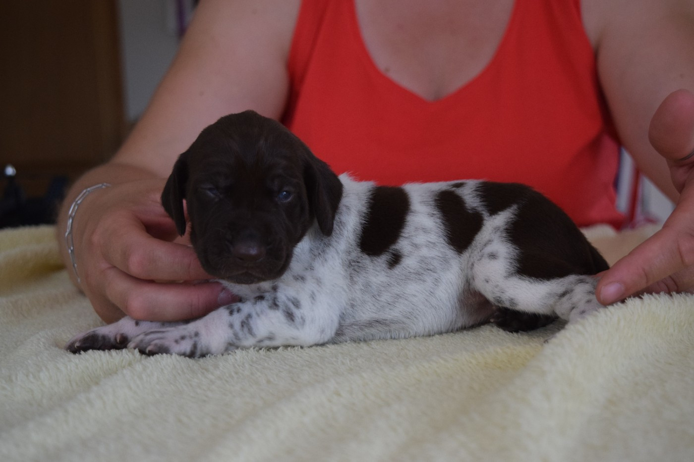 Des Frontières De La Fagne - Chiots disponibles - Braque allemand à poil court