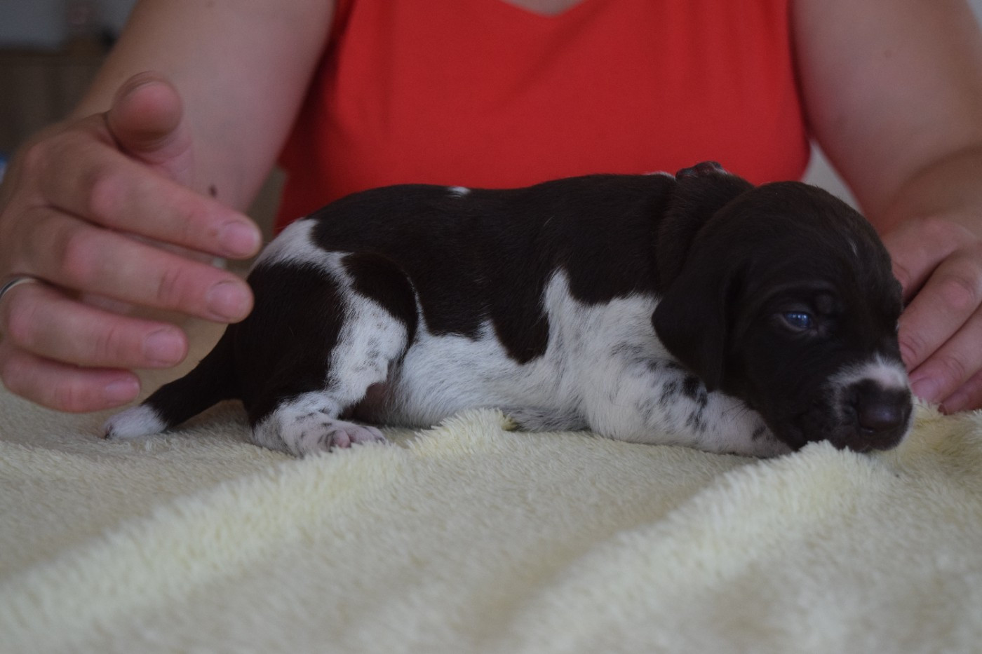 Des Frontières De La Fagne - Chiots disponibles - Braque allemand à poil court