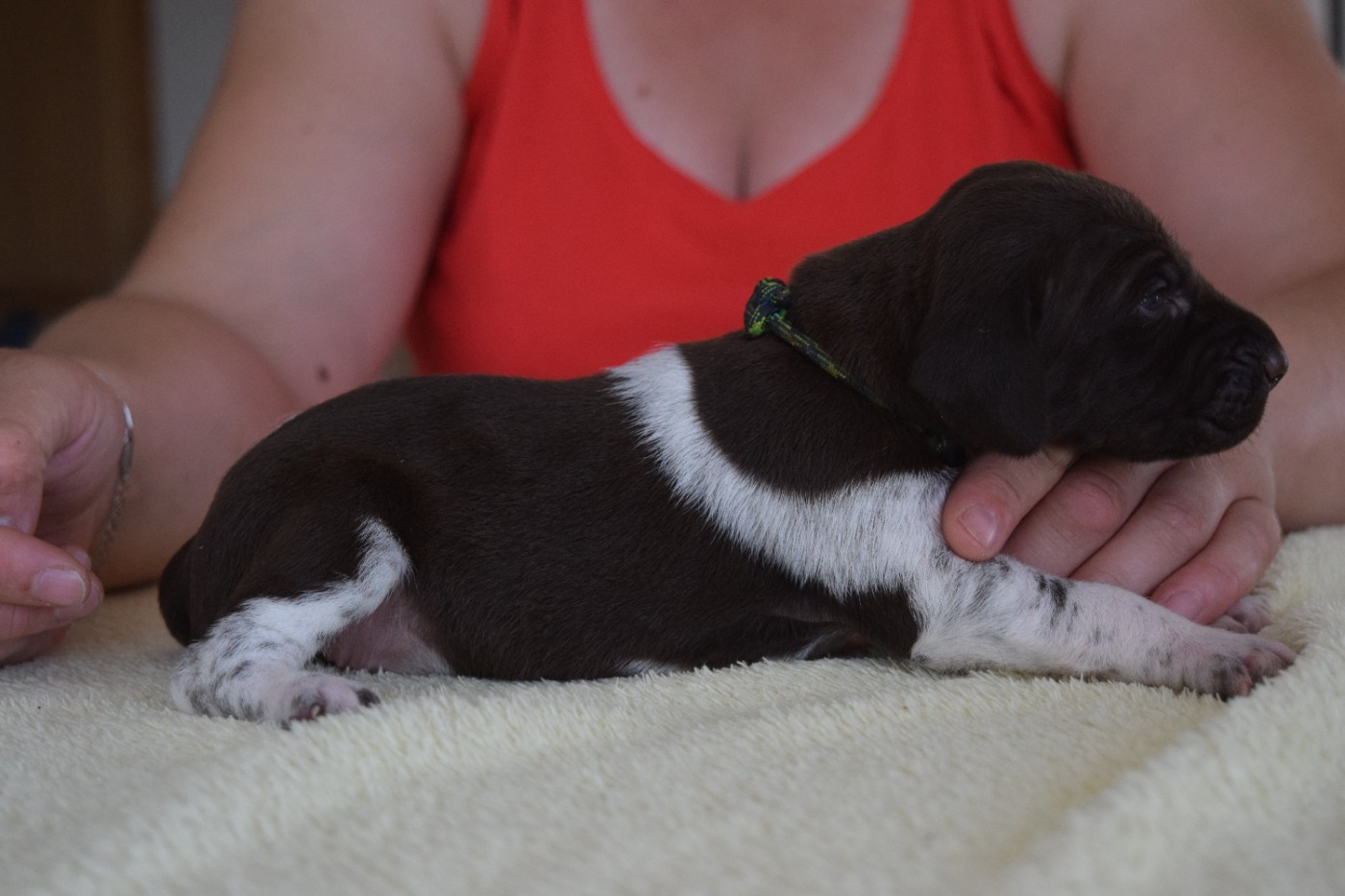 Des Frontières De La Fagne - Chiots disponibles - Braque allemand à poil court
