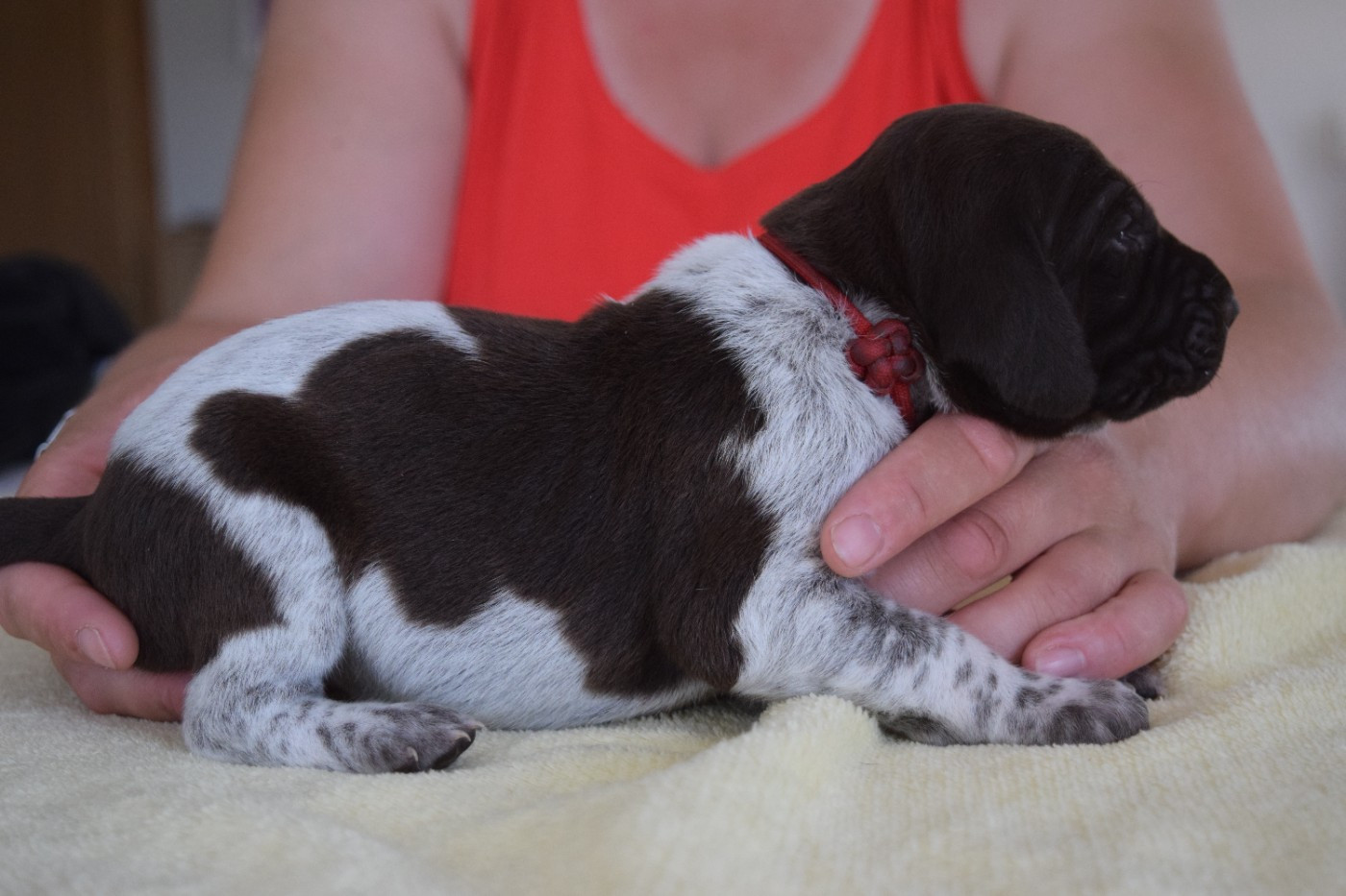 Des Frontières De La Fagne - Chiots disponibles - Braque allemand à poil court