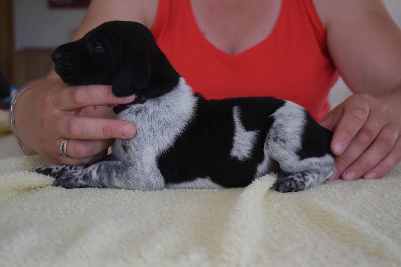 Des Frontières De La Fagne - Chiots disponibles - Braque allemand à poil court