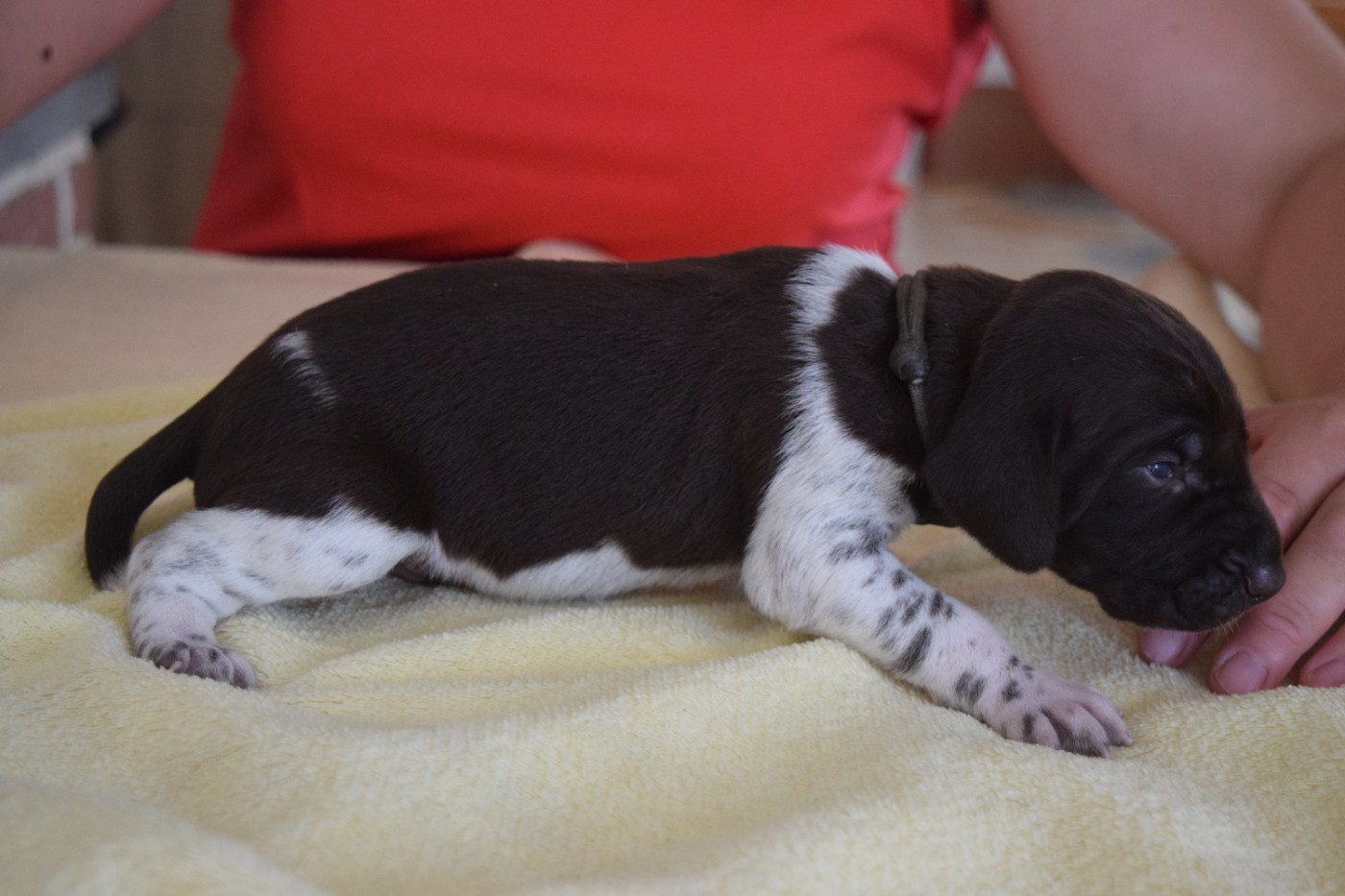 Des Frontières De La Fagne - Chiots disponibles - Braque allemand à poil court