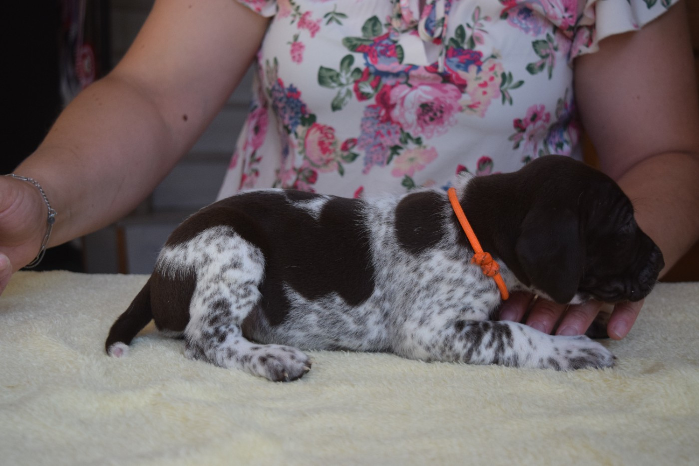 Des Frontières De La Fagne - Chiots disponibles - Braque allemand à poil court