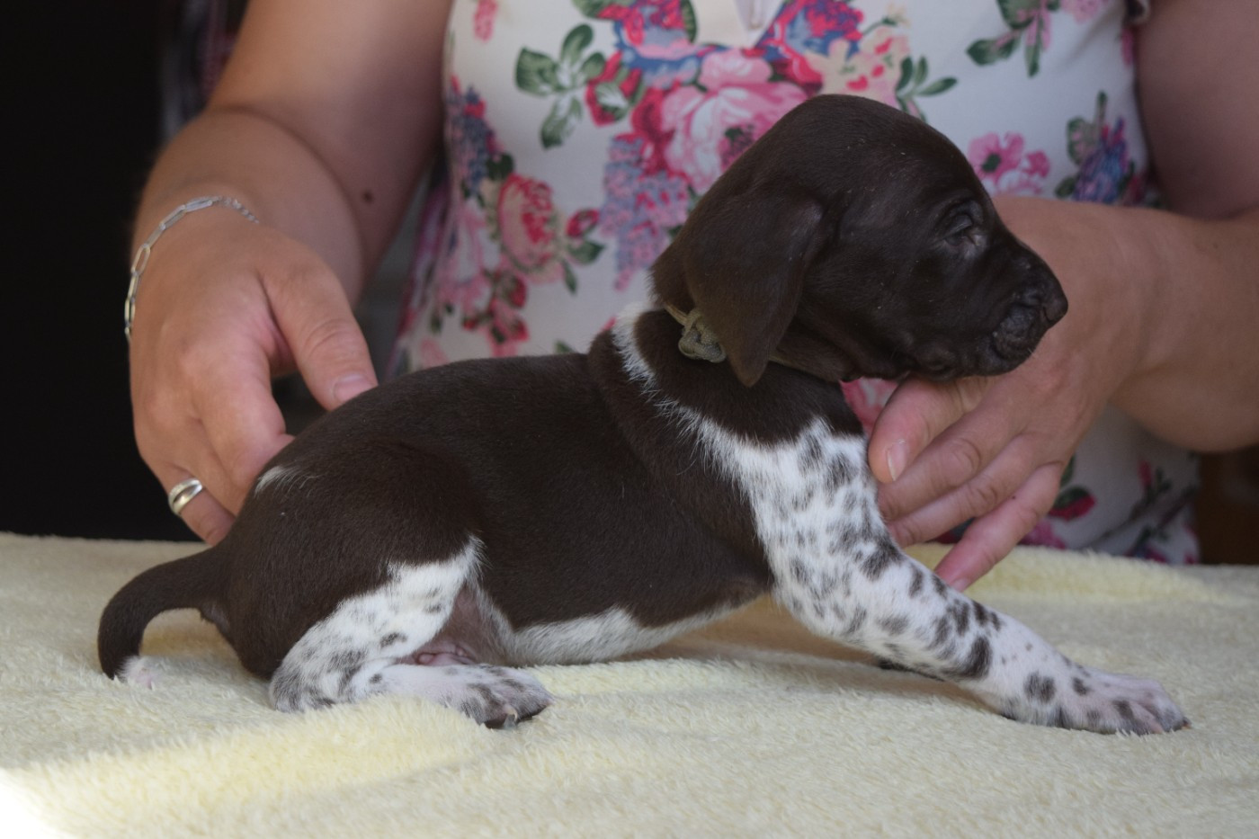 Des Frontières De La Fagne - Chiots disponibles - Braque allemand à poil court