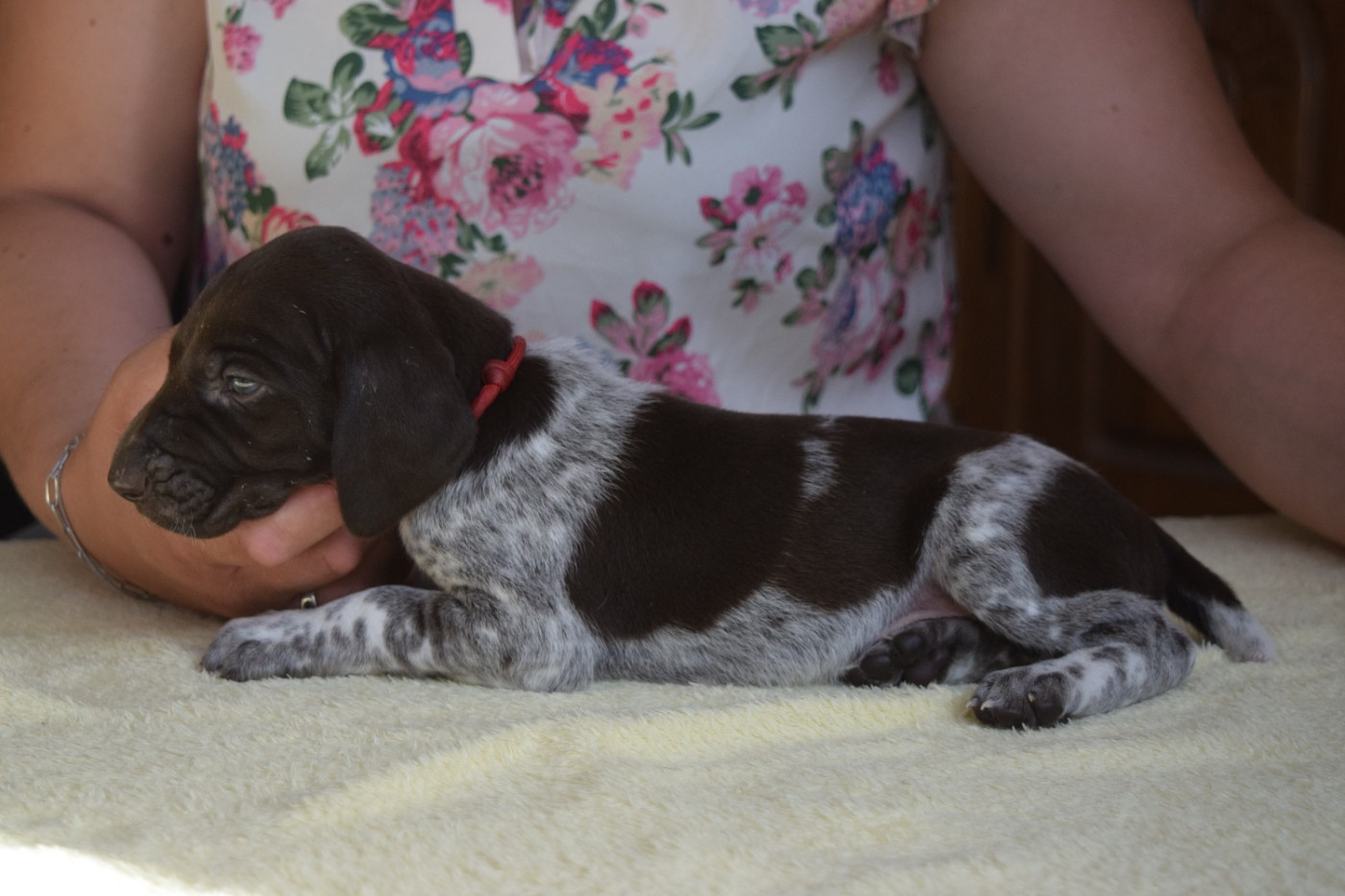 Des Frontières De La Fagne - Chiots disponibles - Braque allemand à poil court