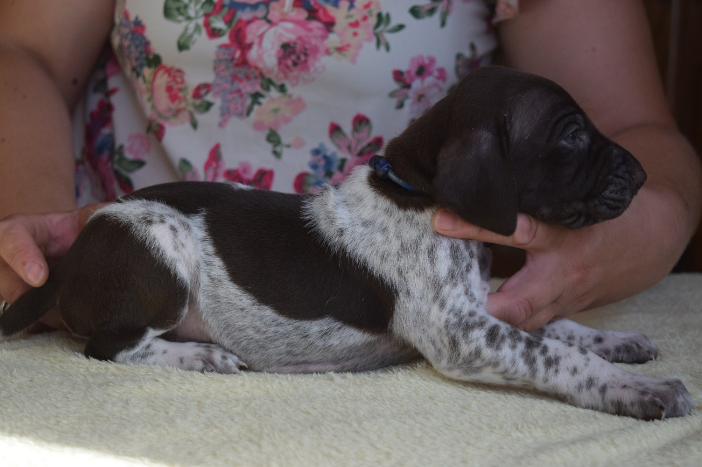 Des Frontières De La Fagne - Chiots disponibles - Braque allemand à poil court