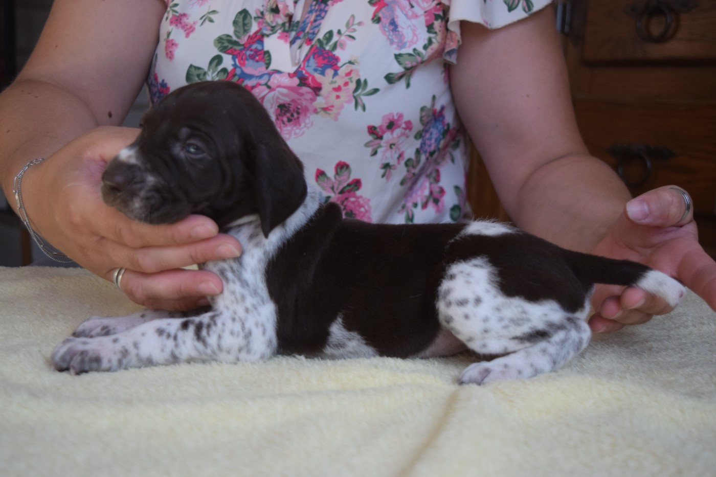 Des Frontières De La Fagne - Chiots disponibles - Braque allemand à poil court