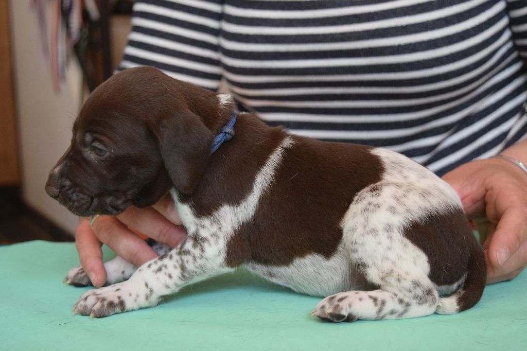 Des Frontières De La Fagne - Chiots disponibles - Braque allemand à poil court