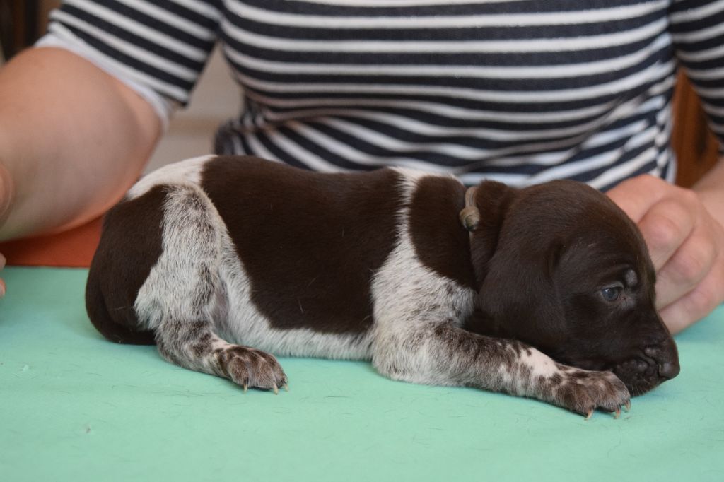 Des Frontières De La Fagne - Chiots disponibles - Braque allemand à poil court