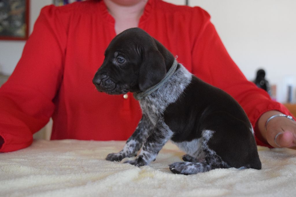 Des Frontières De La Fagne - Chiots disponibles - Braque allemand à poil court