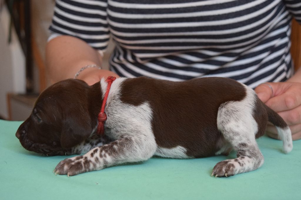 Des Frontières De La Fagne - Chiots disponibles - Braque allemand à poil court