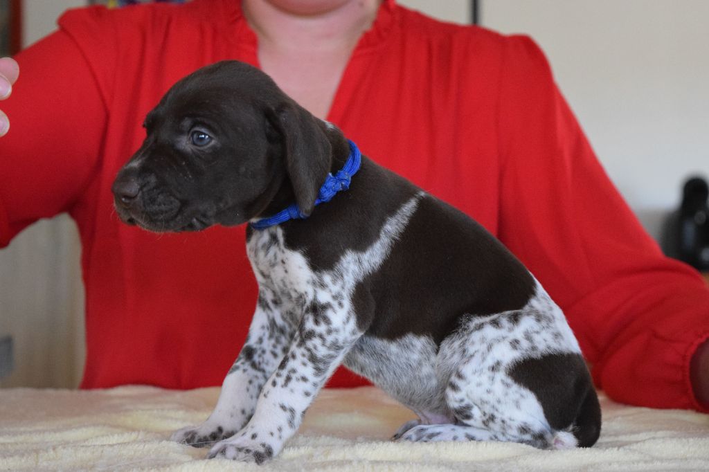 Des Frontières De La Fagne - Chiots disponibles - Braque allemand à poil court